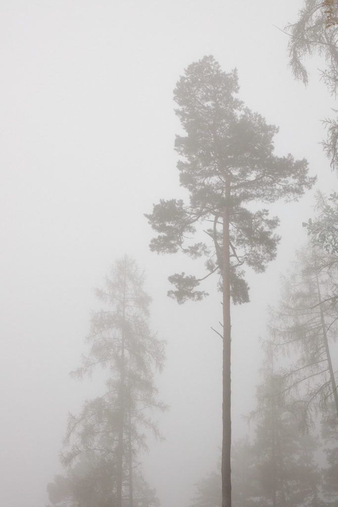 Nebel_Oktober3