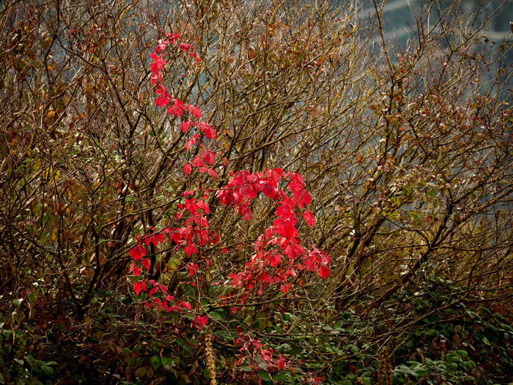 Herbst