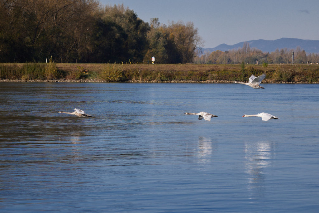 Rhein