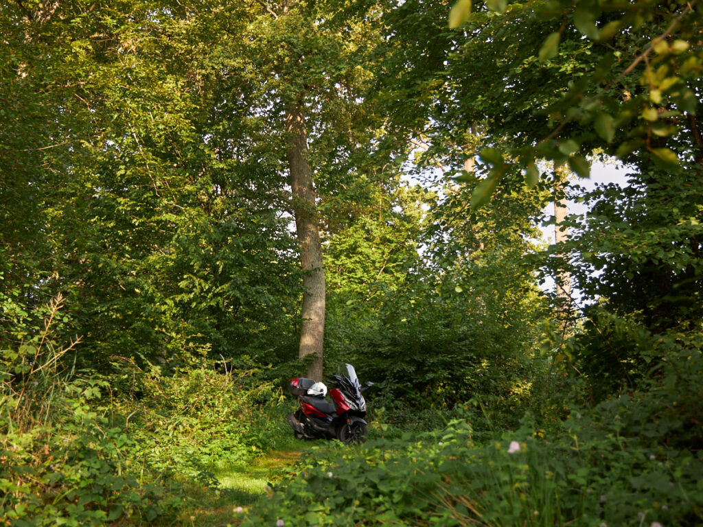 Schutterwald