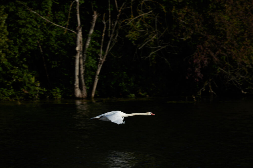 Verlockung am Rhein