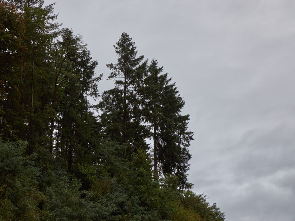 feuchter Wald