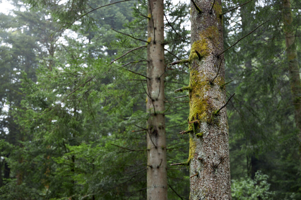 feuchter Wald