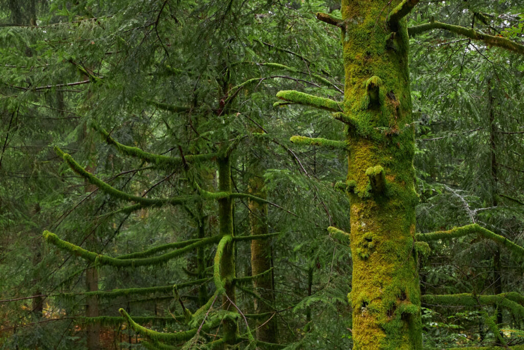 feuchter Wald