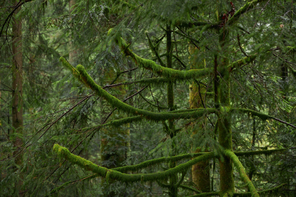feuchter Wald