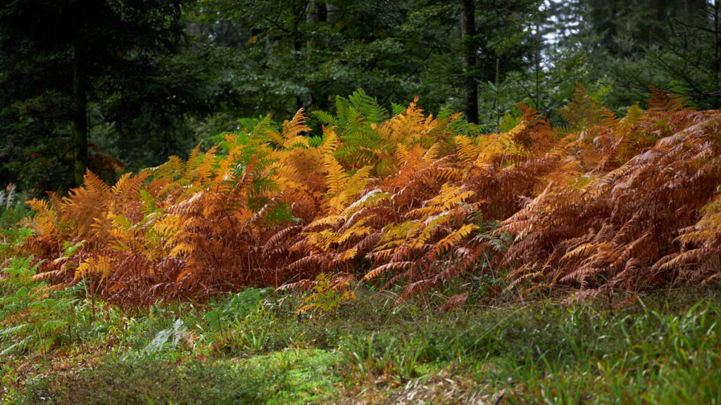 feuchter Wald