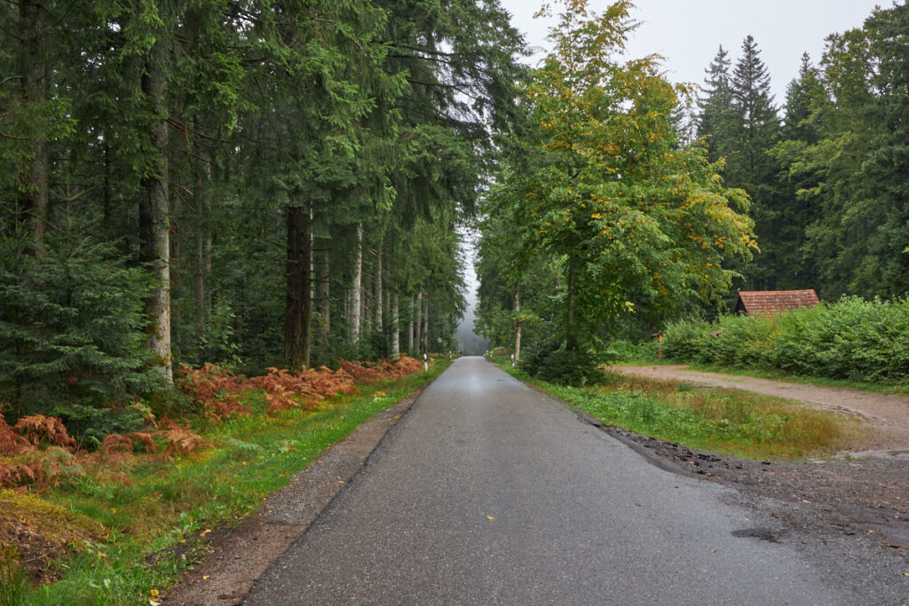 feuchter Wald