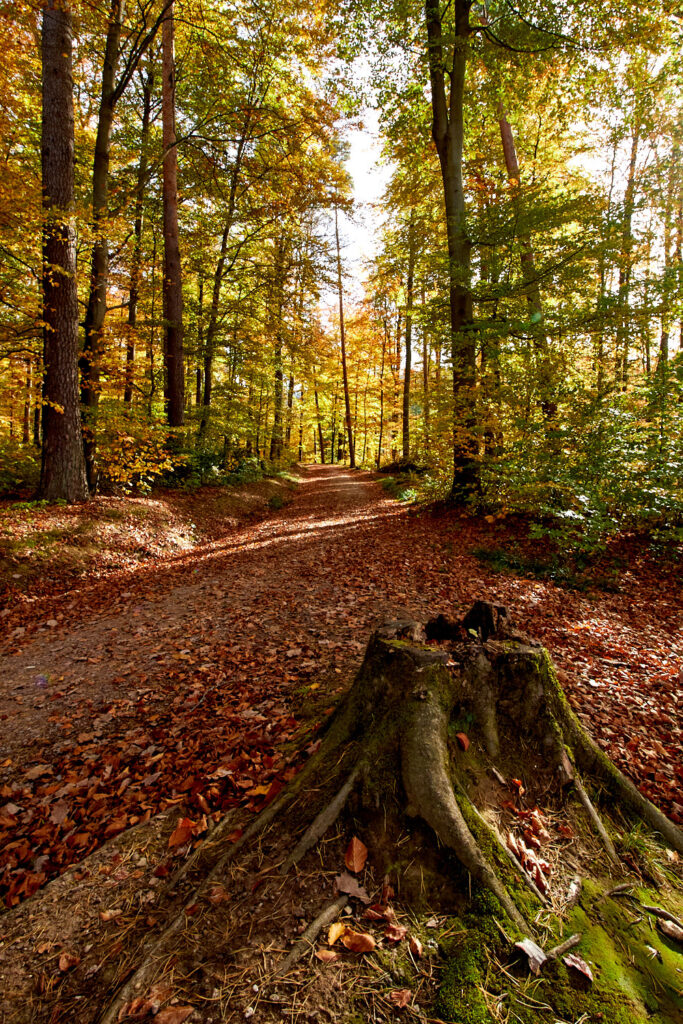Herbstwald