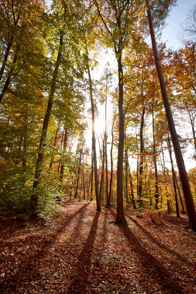 Herbstwald