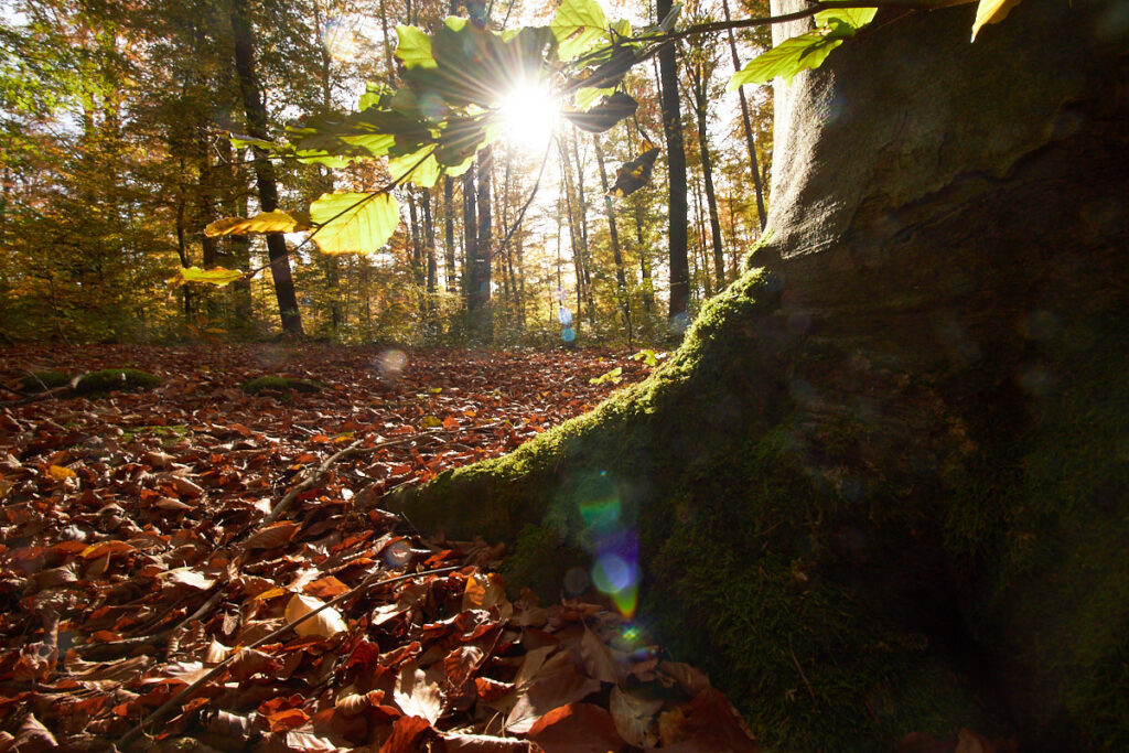 Herbstwald