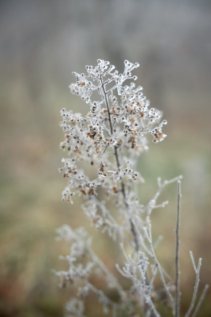 Nebel