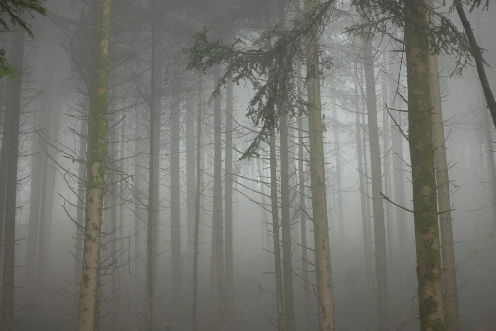Nebel