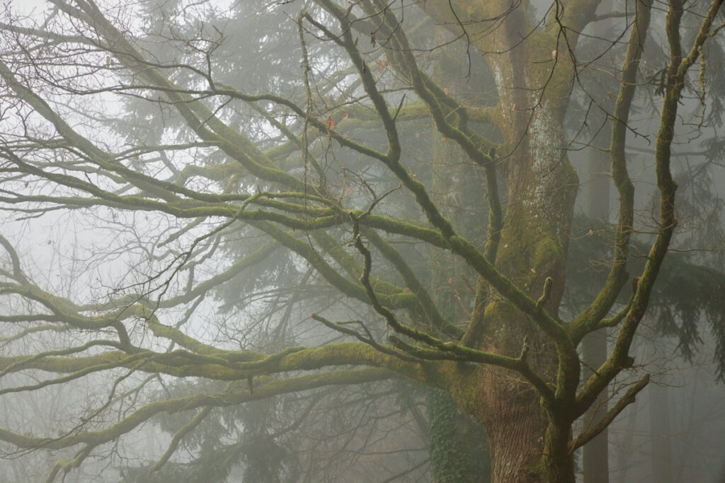 Nebel