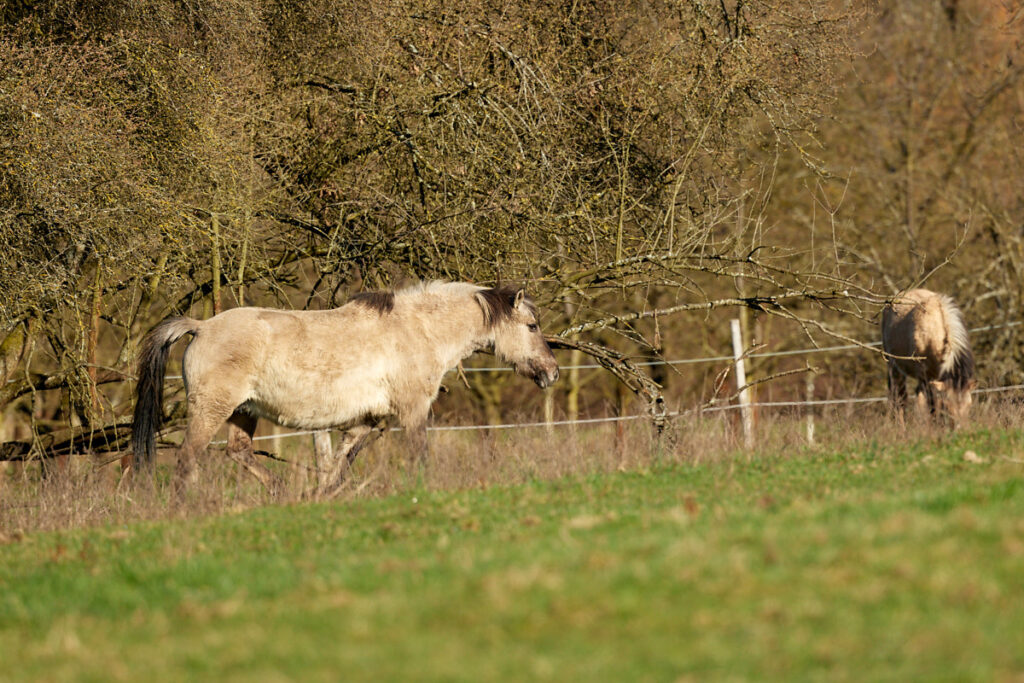 Talebuckel