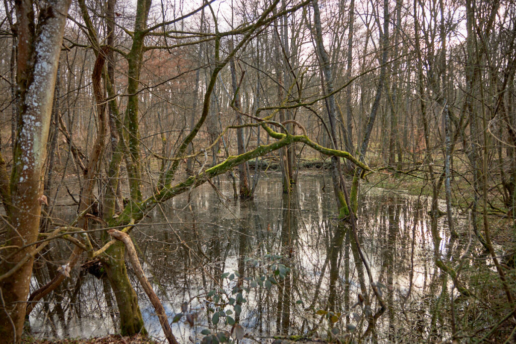 Talebuckel